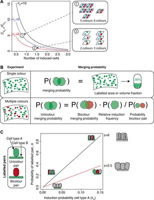 Making sense of fragmentation and merging in lineage tracing experiments